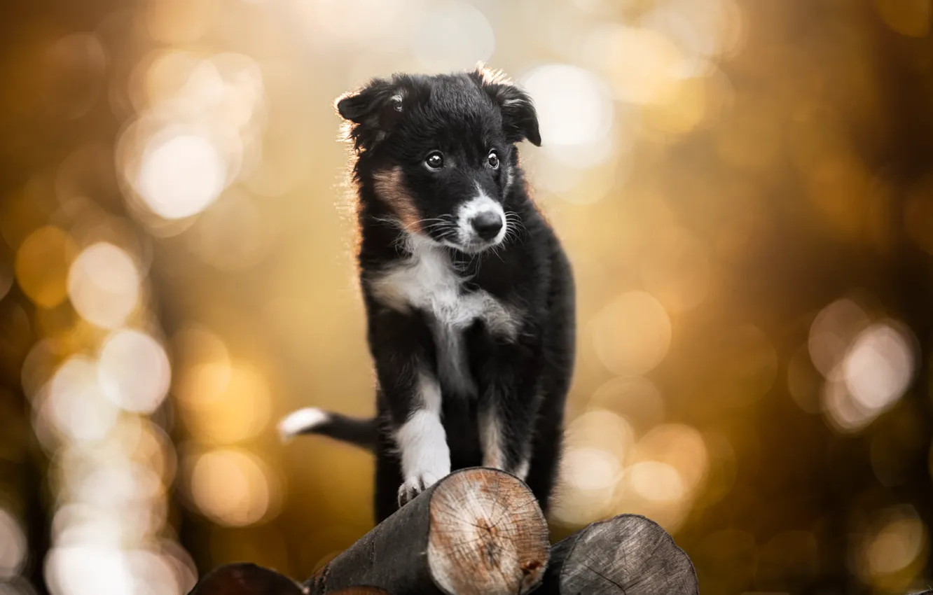 Photo wallpaper glare, background, dog, puppy, log