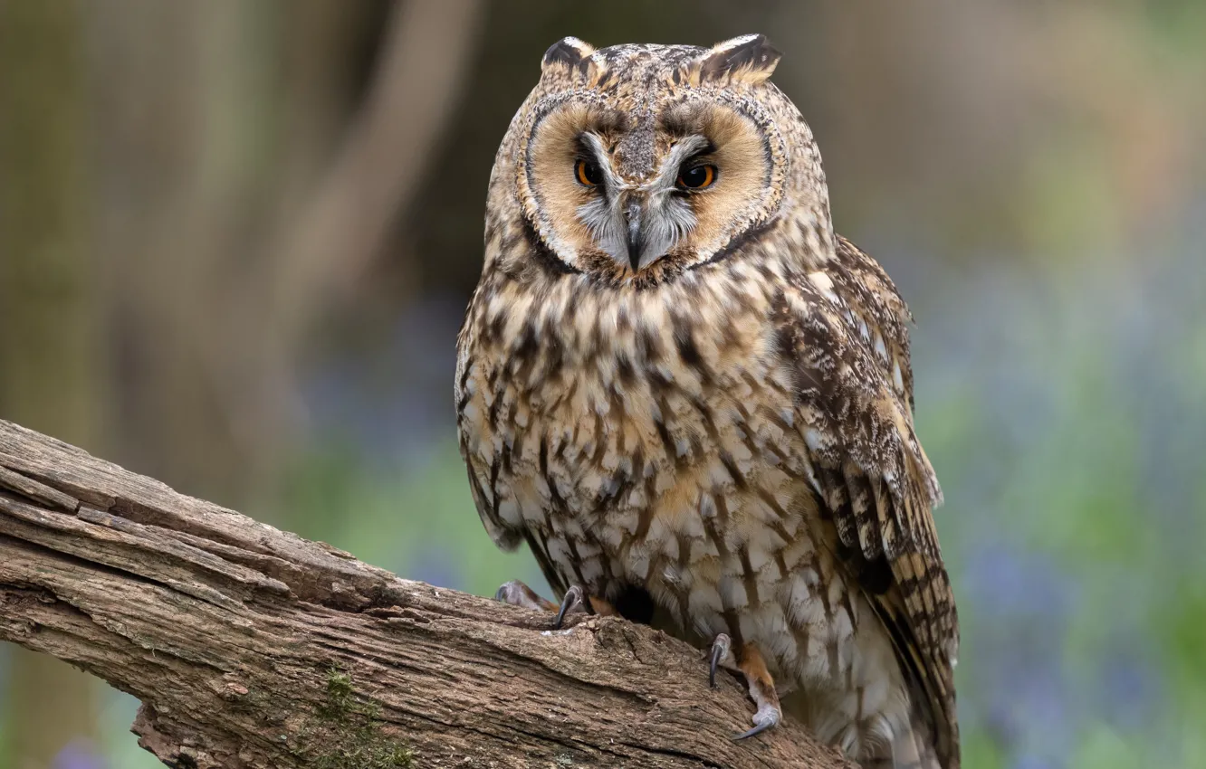 Photo wallpaper nature, background, owl, bird, snag, owl