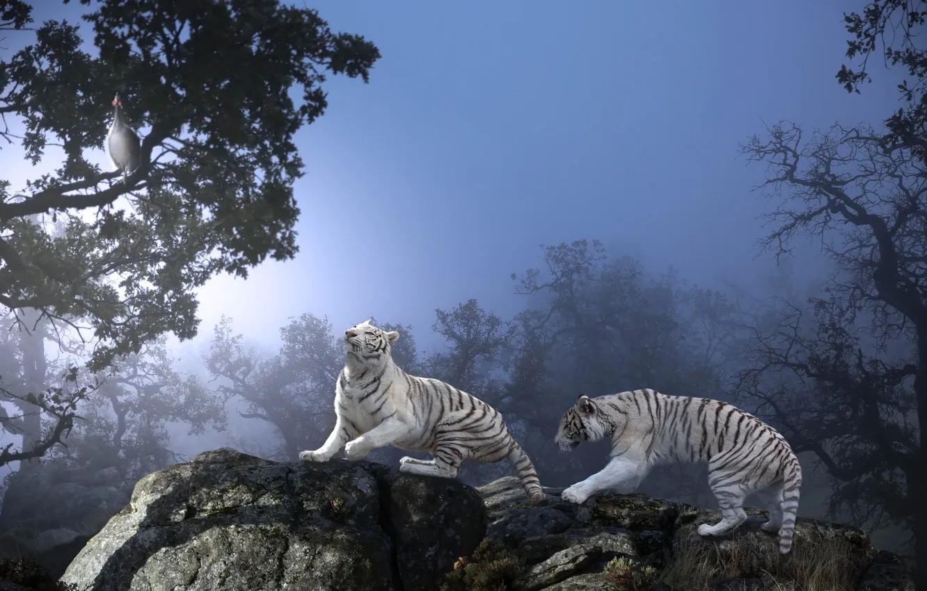 Photo wallpaper trees, nature, tiger, stones, animal, predator, Thai Phung