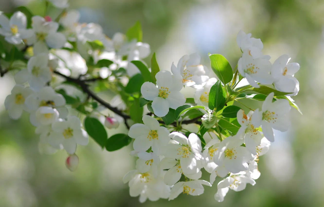 Photo wallpaper macro, branches, flowering