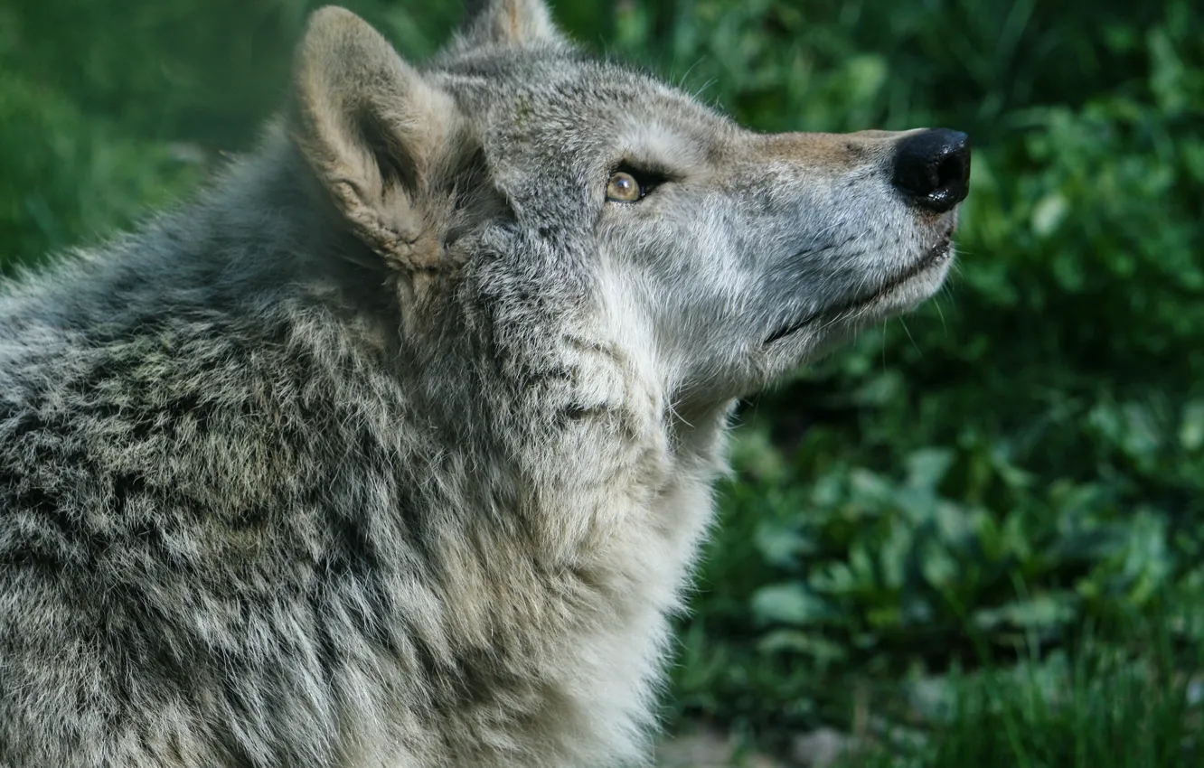Photo wallpaper wolf, predator, handsome