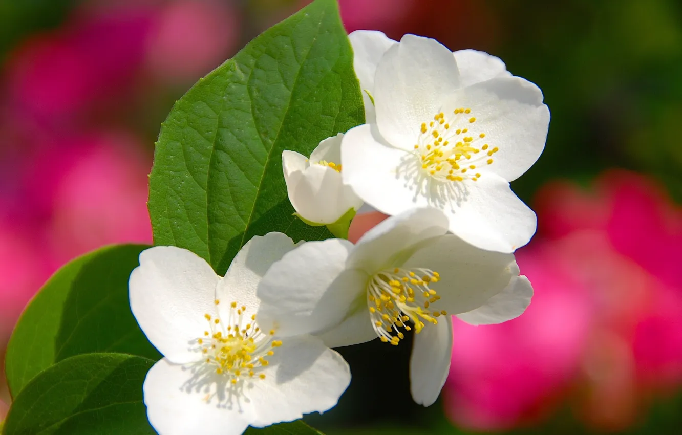 Photo wallpaper flowers, background, Jasmine