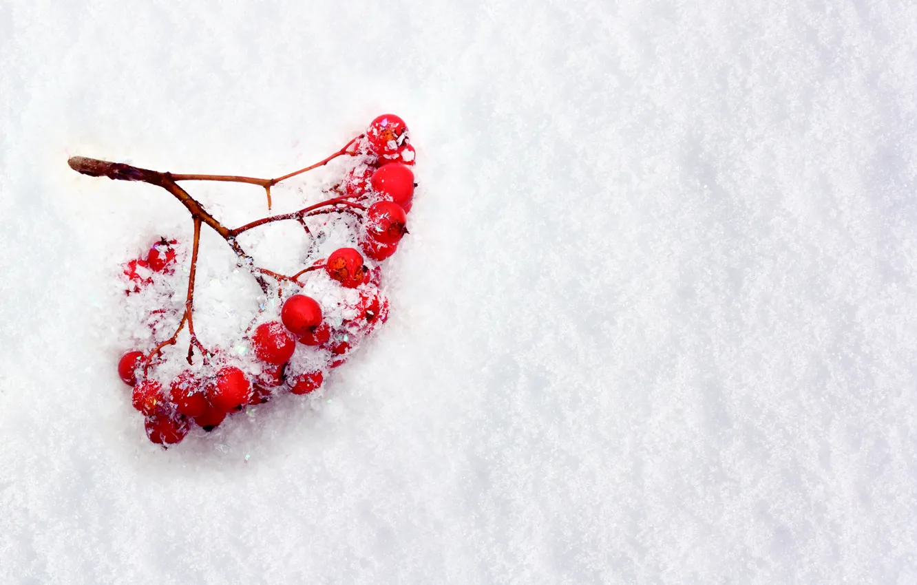 Photo wallpaper winter, snow, branches, berries, Rowan