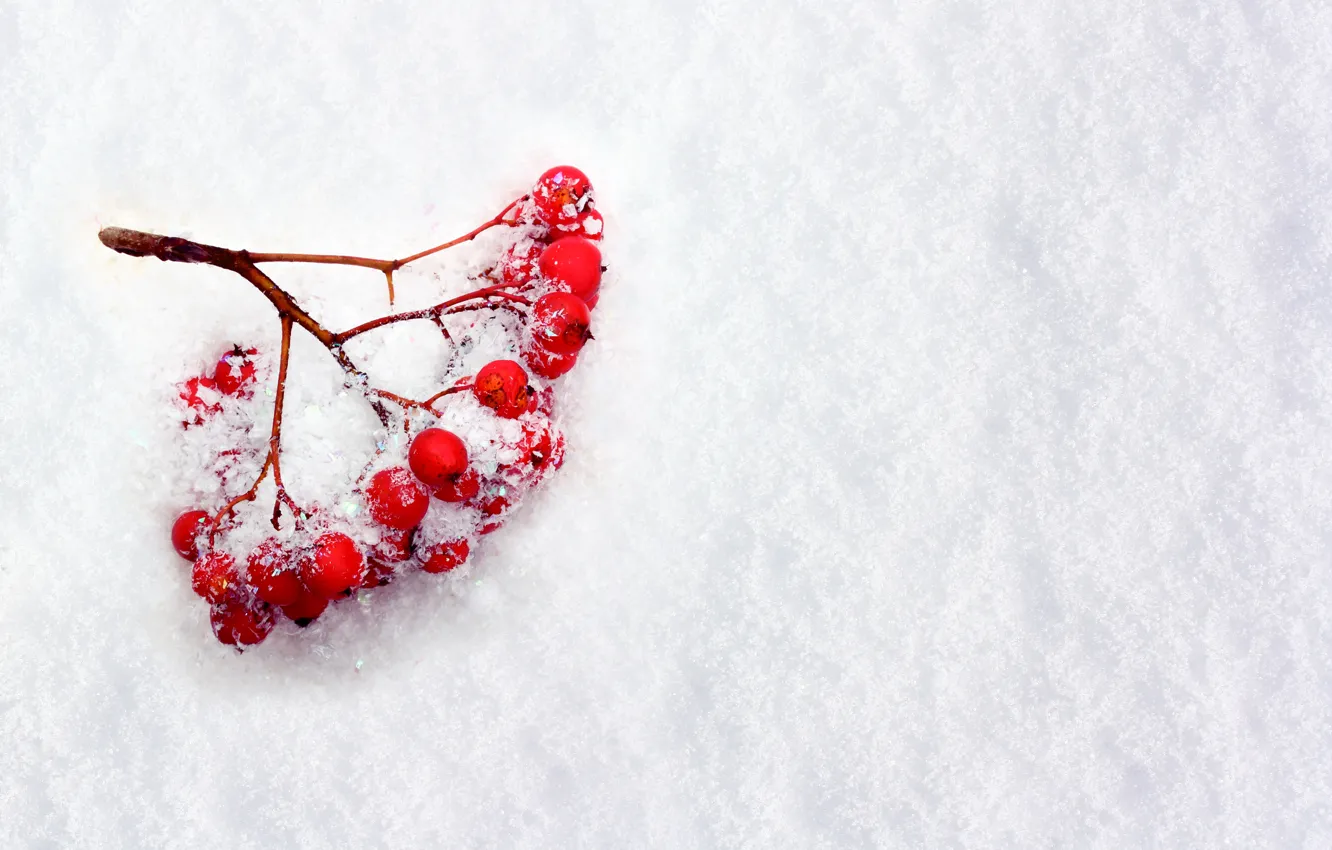 Photo wallpaper winter, snow, berries, branch, Rowan
