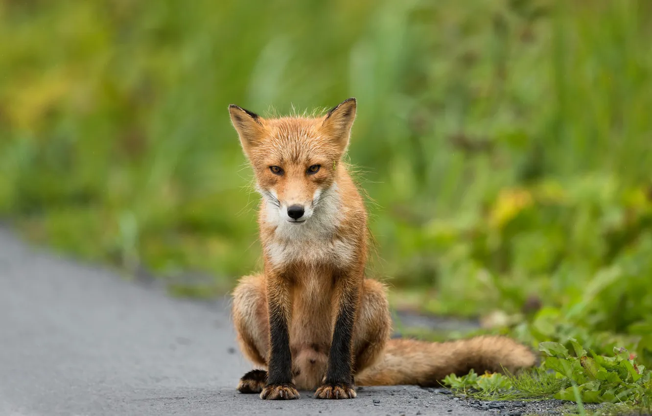 Photo wallpaper road, greens, summer, grass, look, face, nature, pose