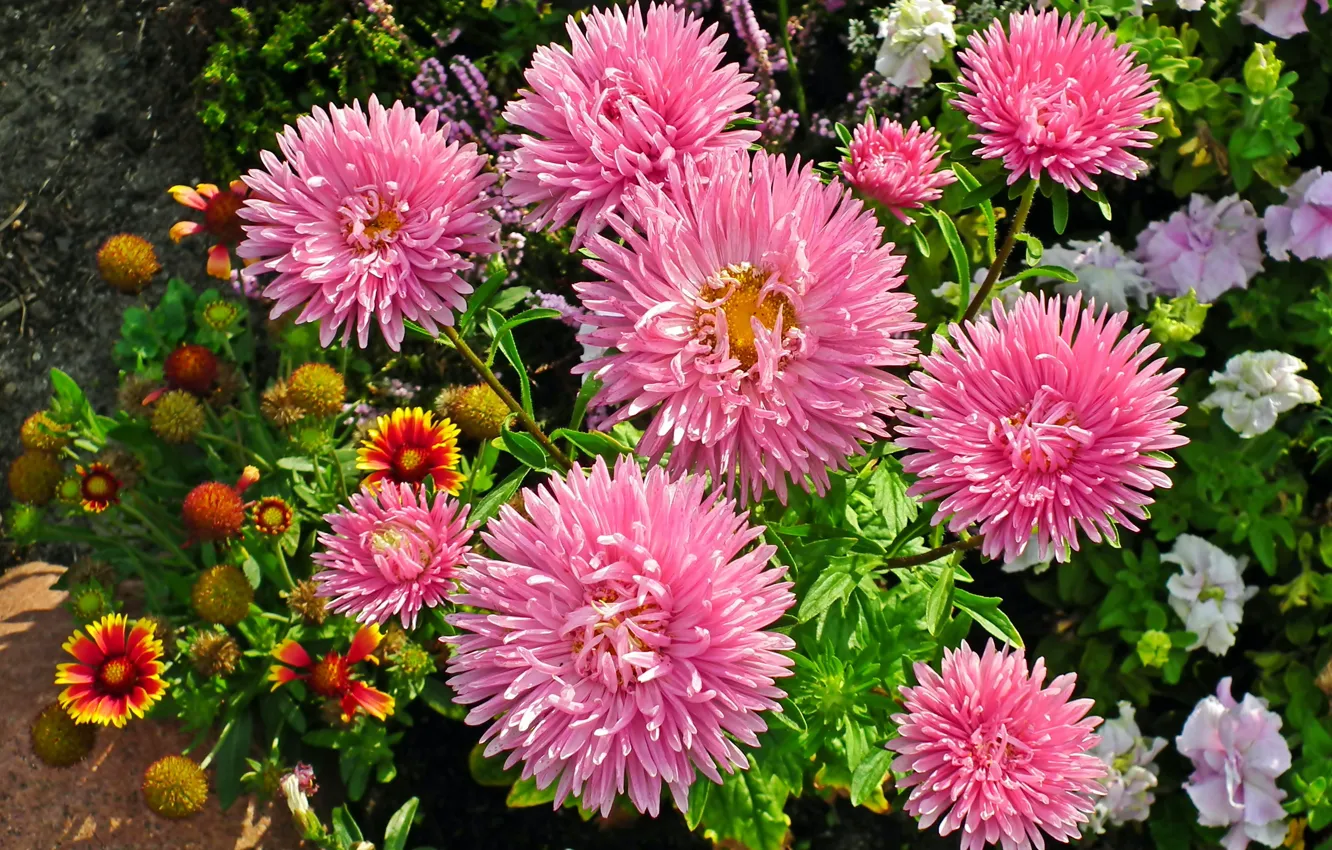 Photo wallpaper autumn, leaves, flowers, asters