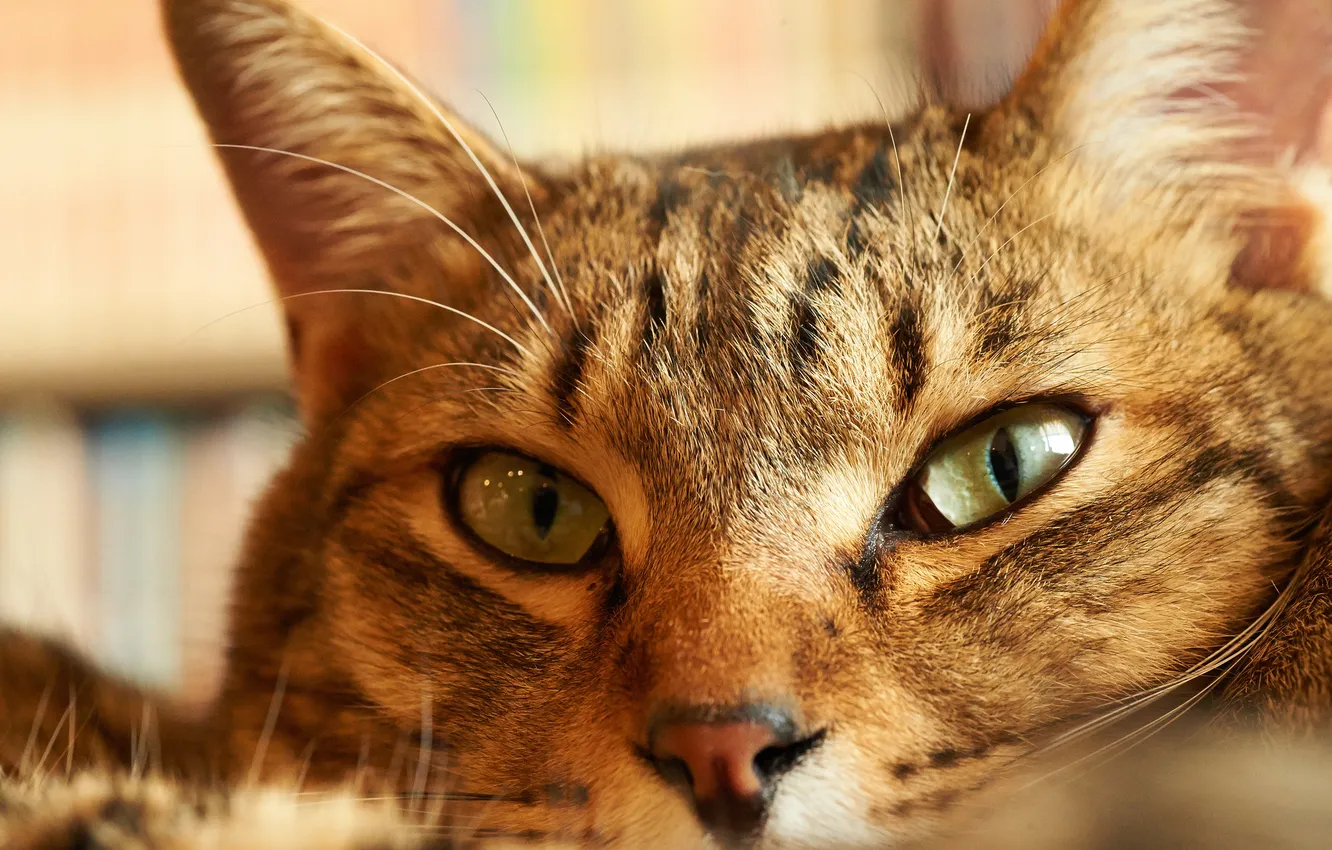 Photo wallpaper cat, mustache, face, macro