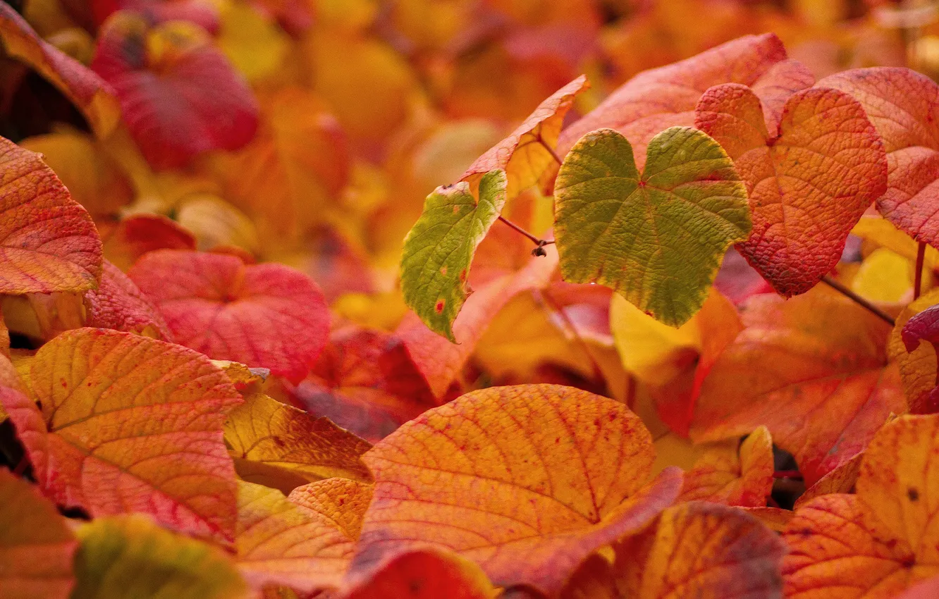 Photo wallpaper autumn, leaves, macro