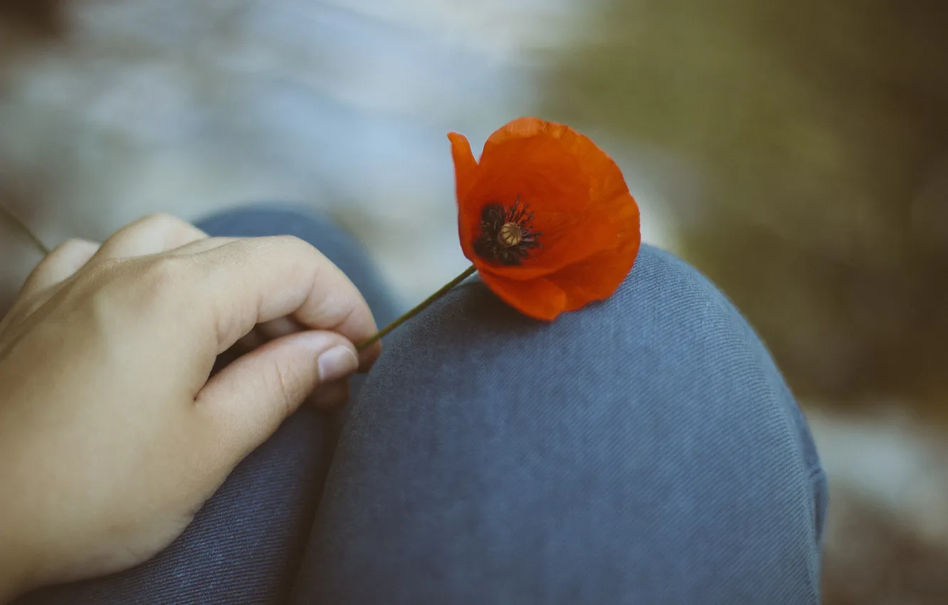 Photo wallpaper flowers, red, Mac, petals