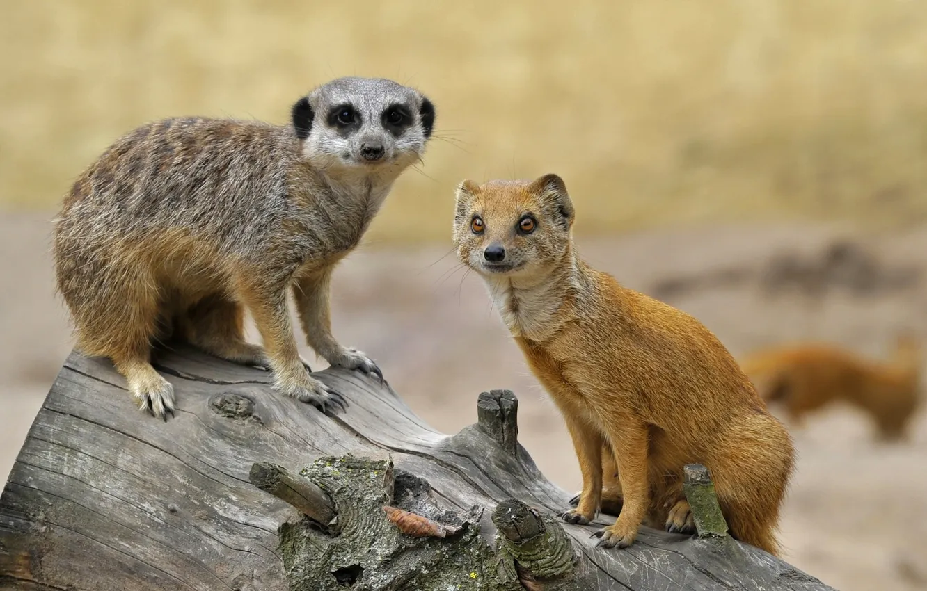 Photo wallpaper each, meerkats, log, mongoose