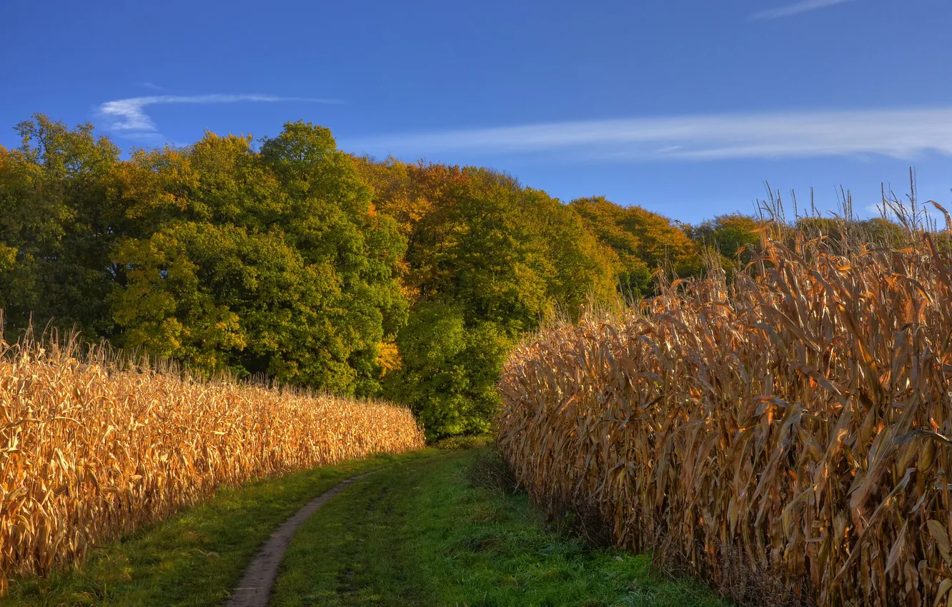 Photo wallpaper road, field, autumn, forest, the sky, corn