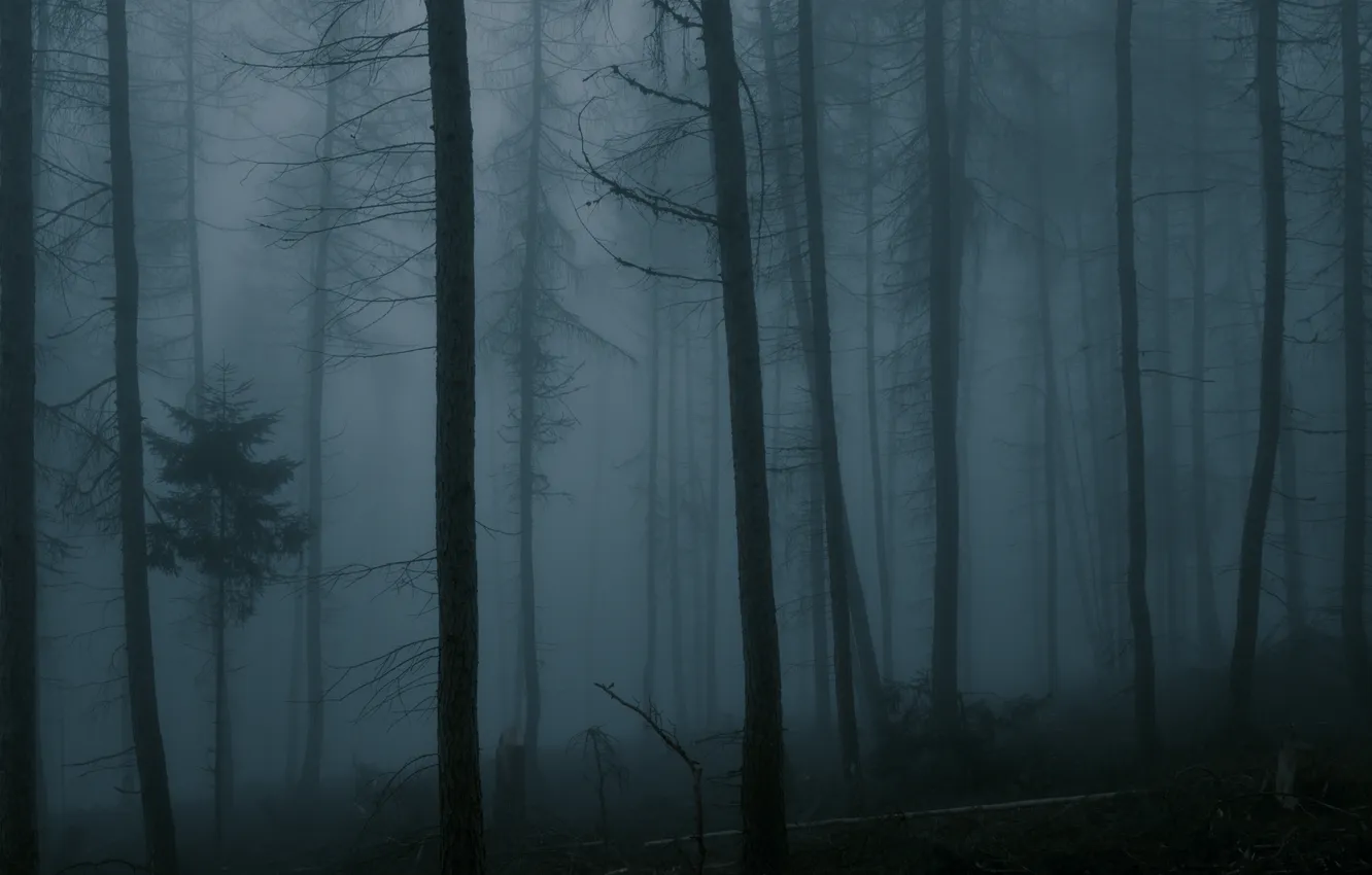 Photo wallpaper forest, trees, night, nature, fog, forest, twilight, twilight