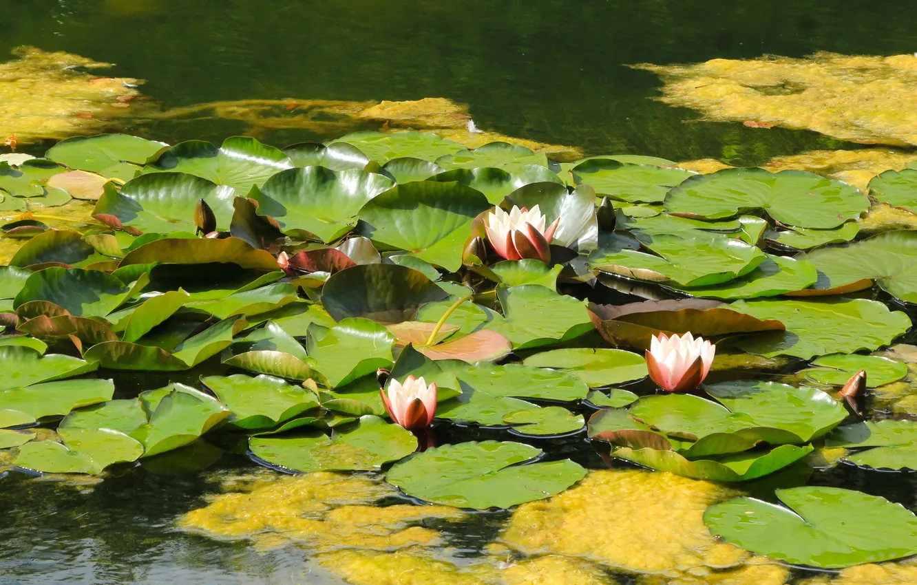 Photo wallpaper flower, leafs, water lily
