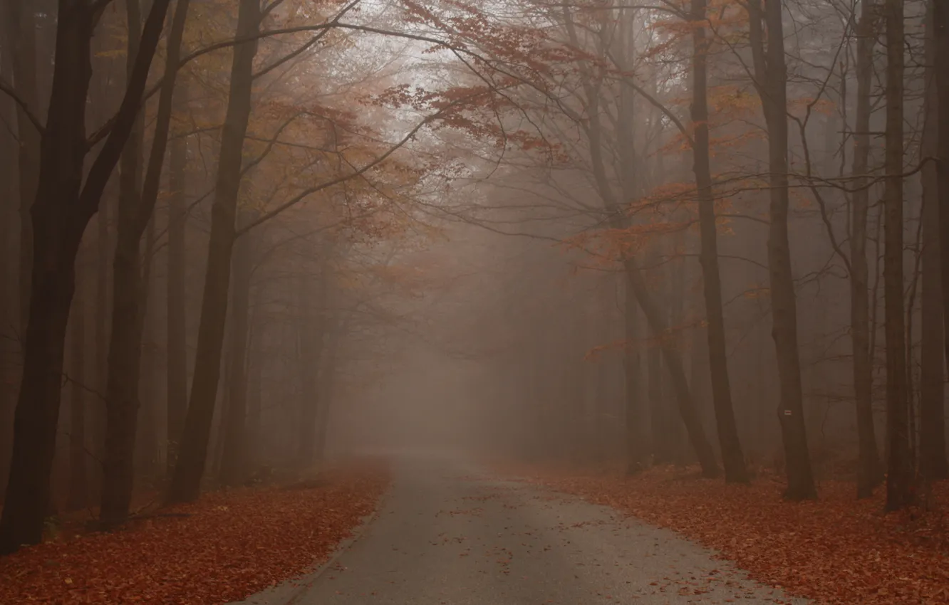 Photo wallpaper Road, Fog, Autumn, Forest, Fall, Foliage, Autumn, Road
