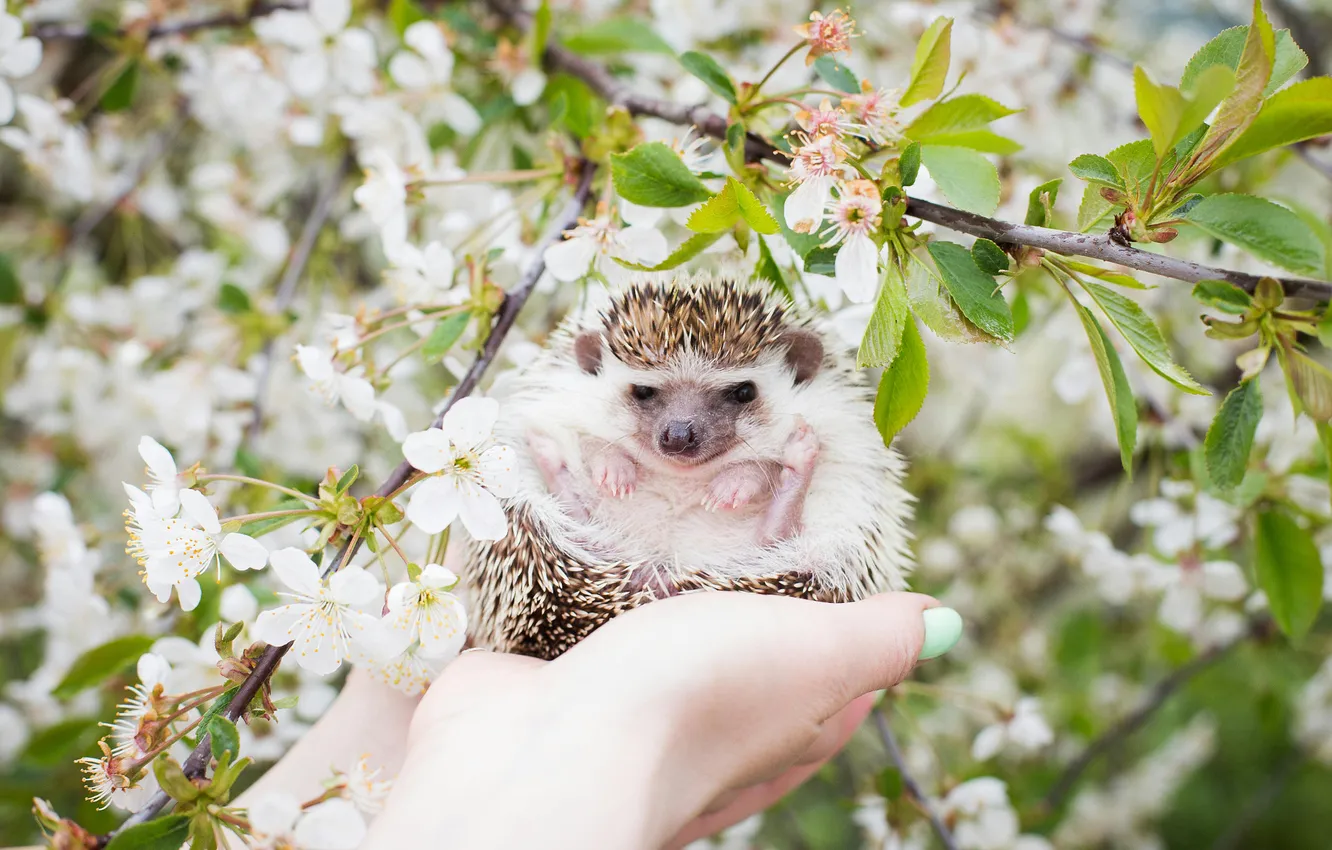 Photo wallpaper leaves, flowers, branches, nature, cherry, pose, legs, spring