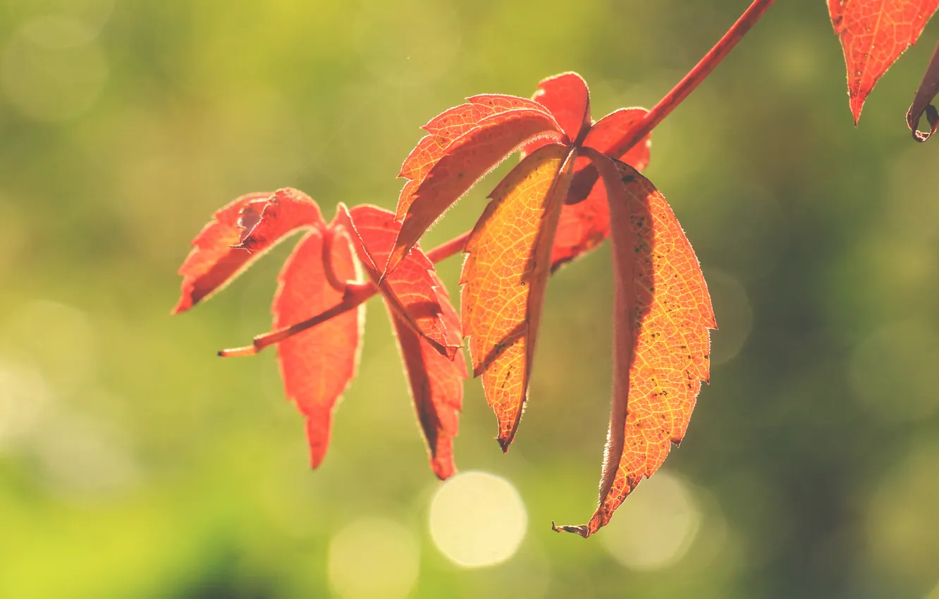 Photo wallpaper red, autumn, leafs, fall