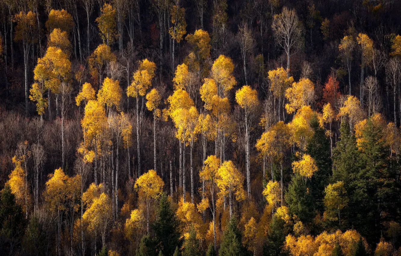 Photo wallpaper autumn, forest, nature