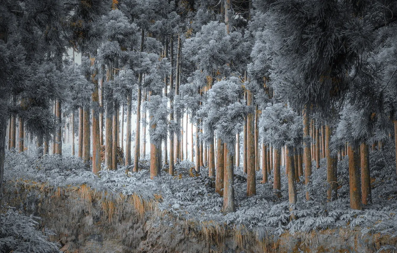 Photo wallpaper winter, forest, nature