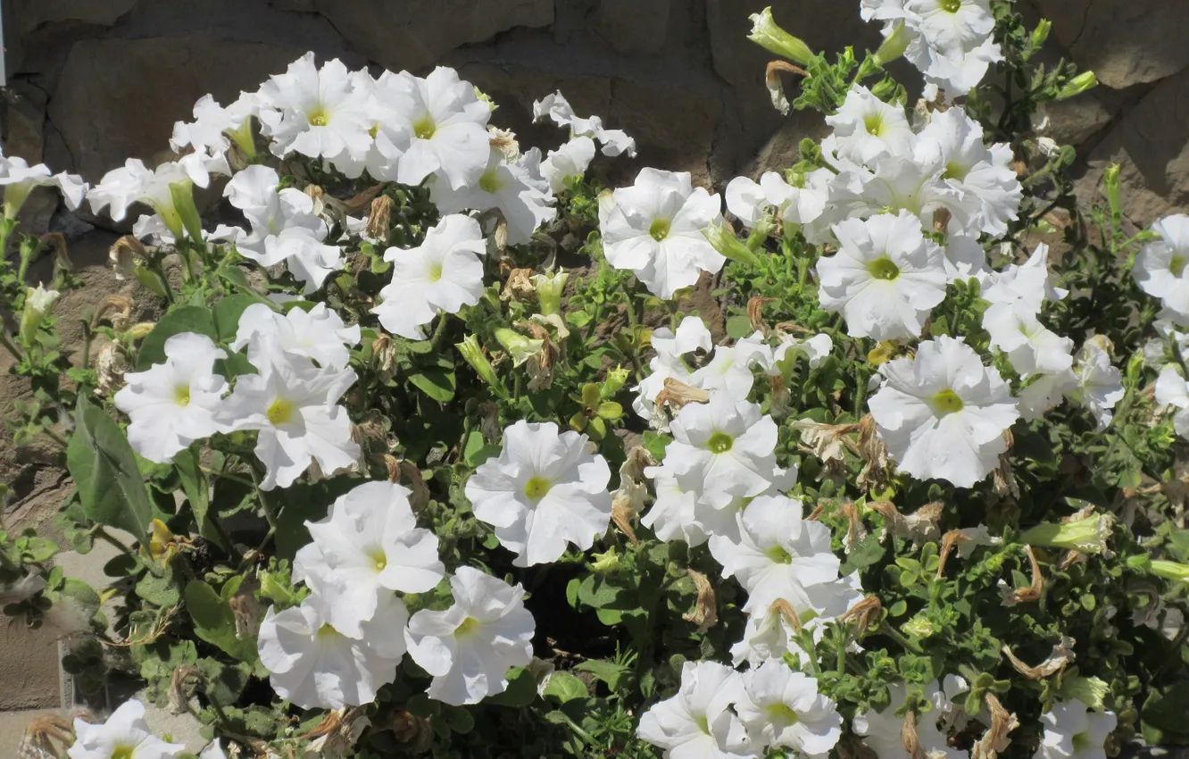 Photo wallpaper flowers, Petunia, Mamala ©, Summer 2018