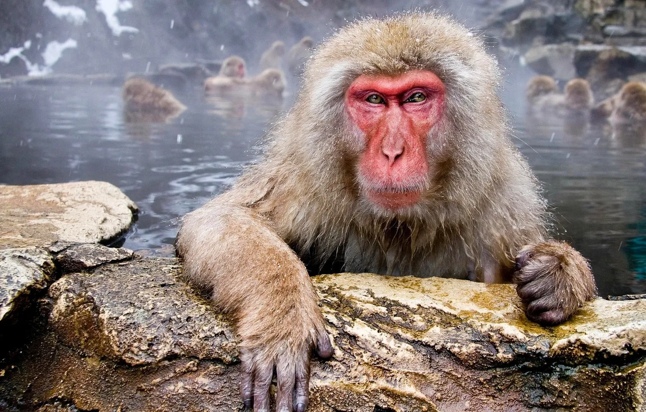 Photo wallpaper lake, stones, monkey, pair, Japanese, monkey