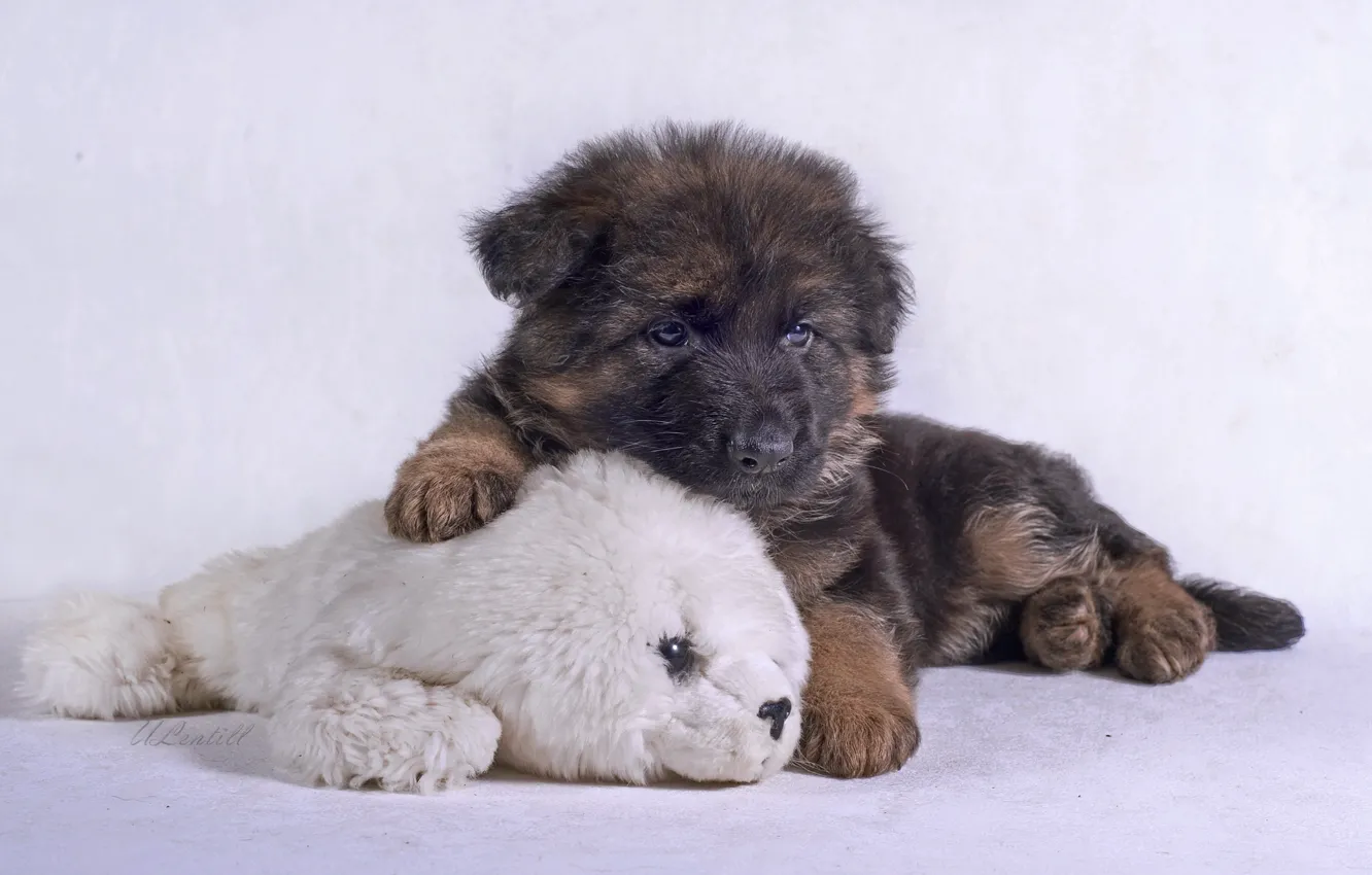 Photo wallpaper toy, puppy, shepherd, German