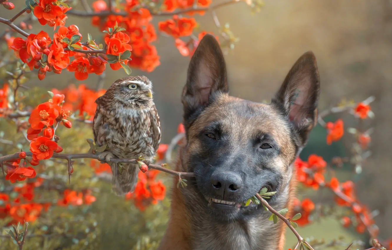 Photo wallpaper flowers, branches, nature, owl, bird, Bush, dog, dog