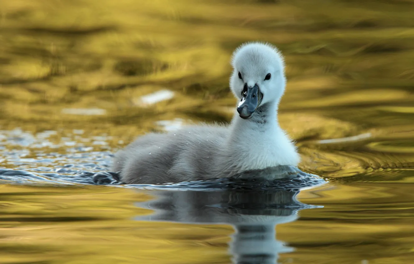 Photo wallpaper water, reflection, bird, swans, Chicks, pond, swimming, bokeh