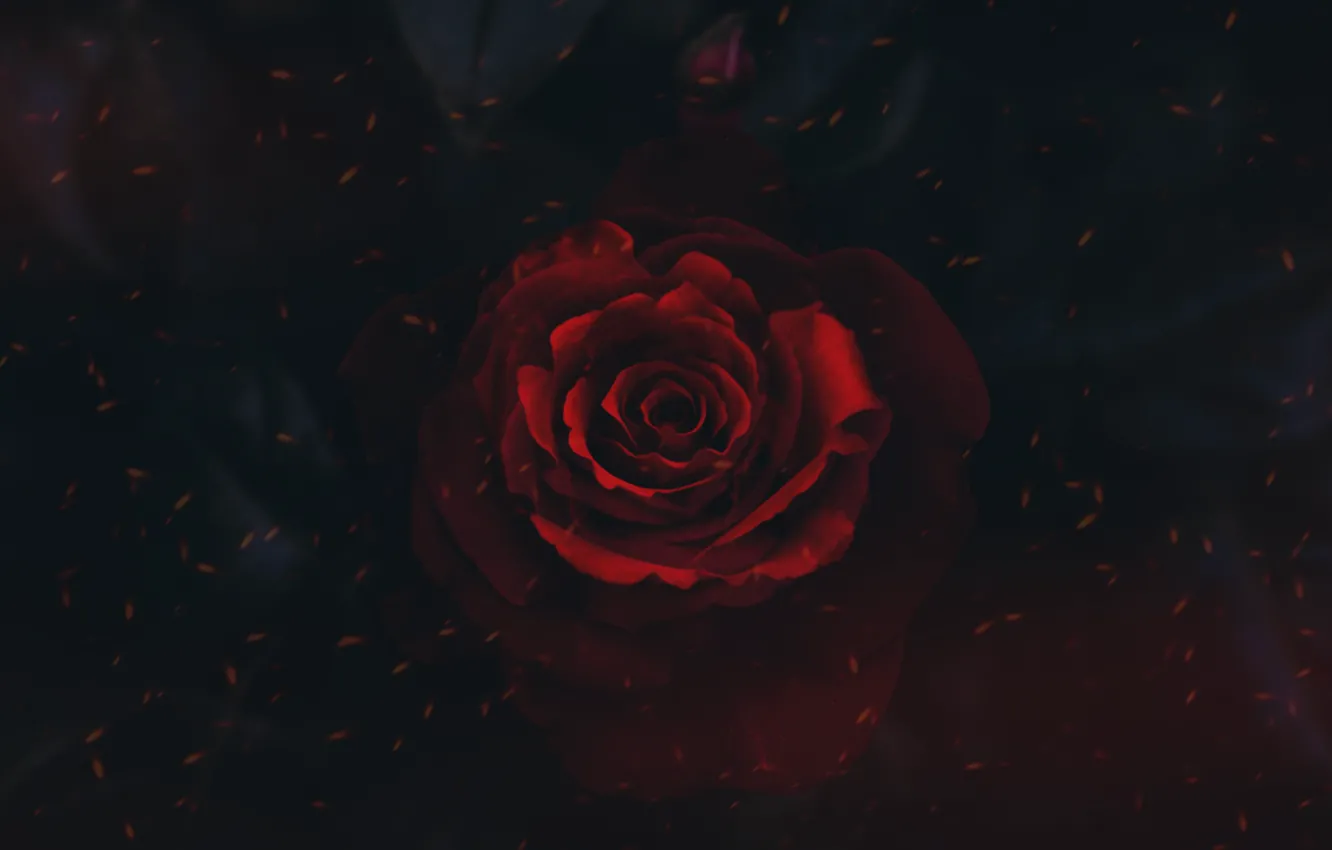 Photo wallpaper red, black, flower, rosa