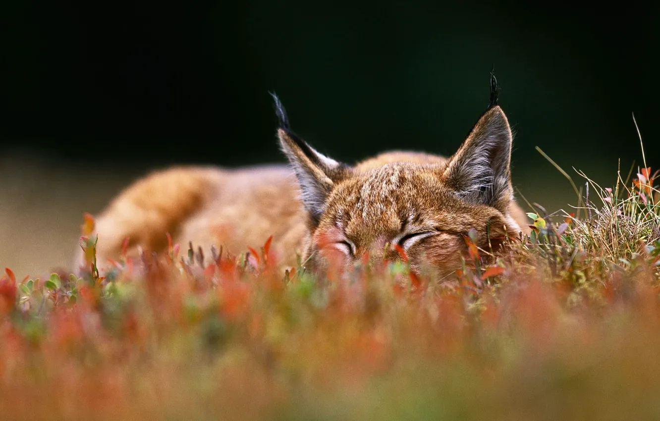 Photo wallpaper cat, grass, ears, lynx, Czech Republic, Sumava national Park