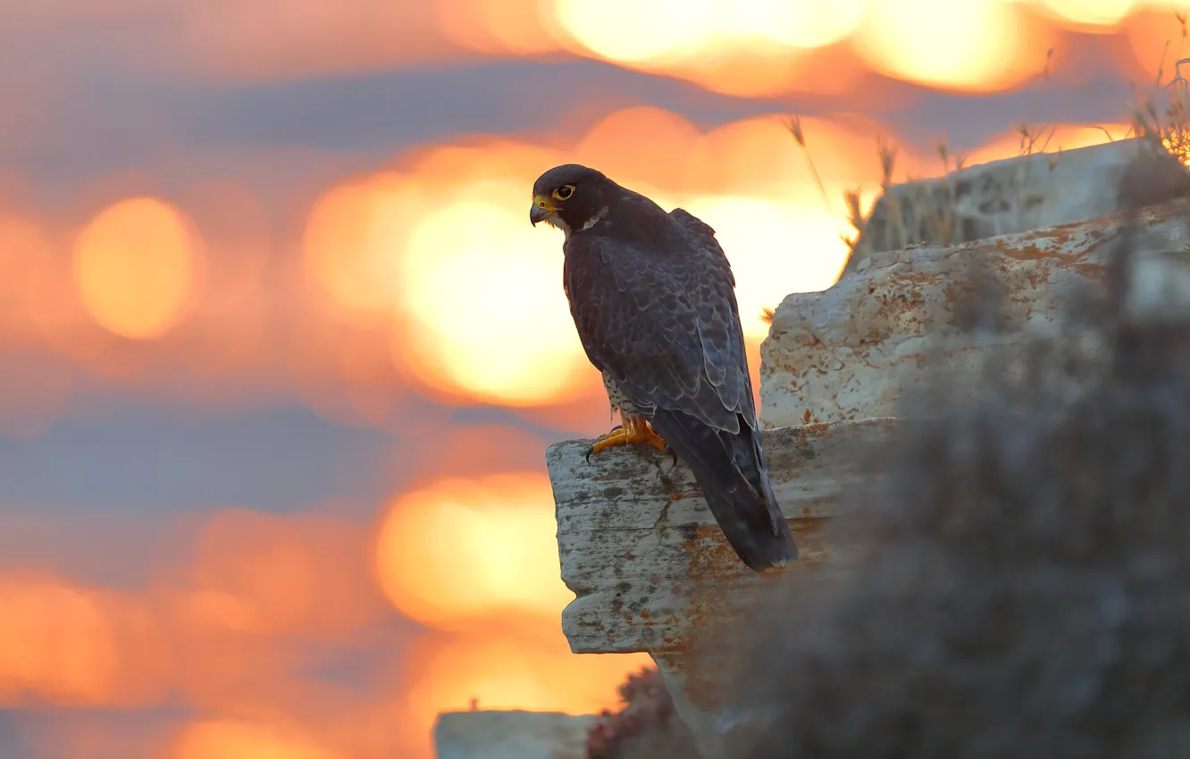 Photo wallpaper light, nature, stones, background, bird, Falcon, predatory, bokeh