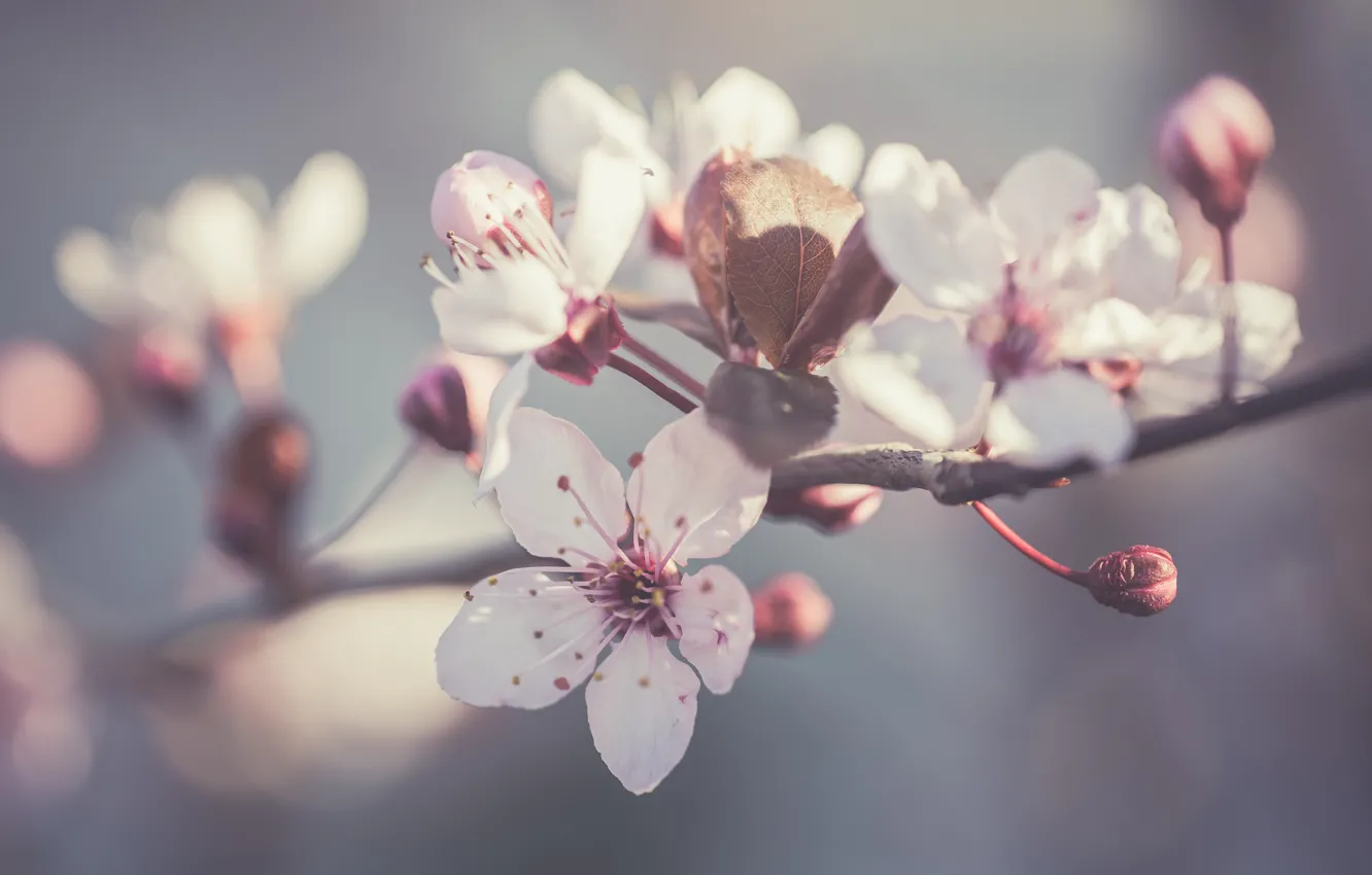 Photo wallpaper flowers, background, branch, spring, Apple, flowering
