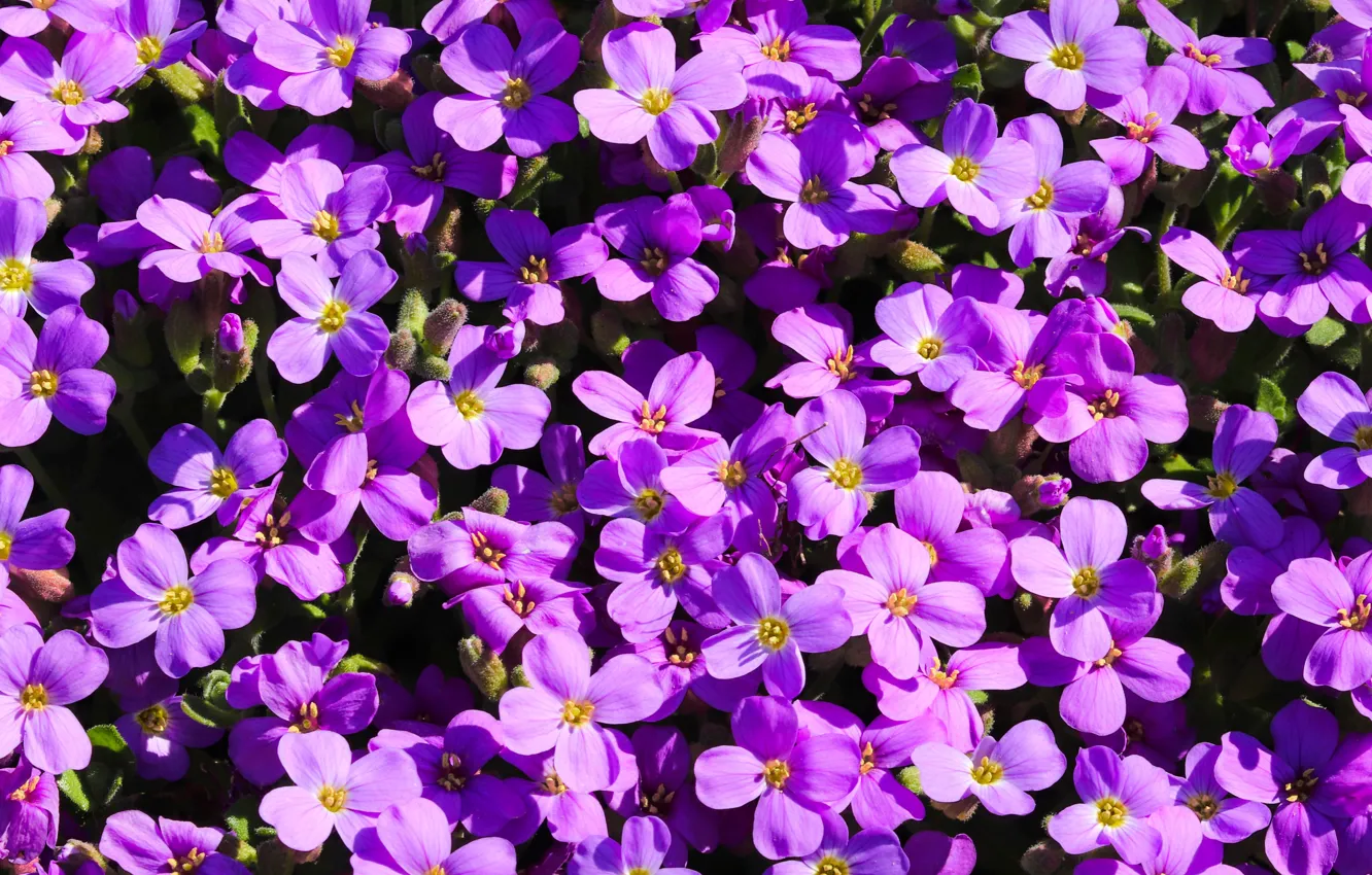 Photo wallpaper light, flowers, glade, bright, pink, a lot, obrieta