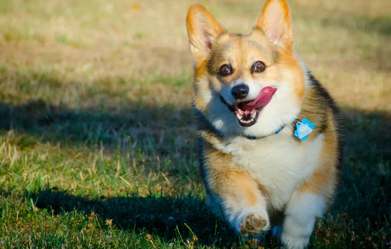 Photo wallpaper language, joy, mood, dog, doggie, Welsh Corgi