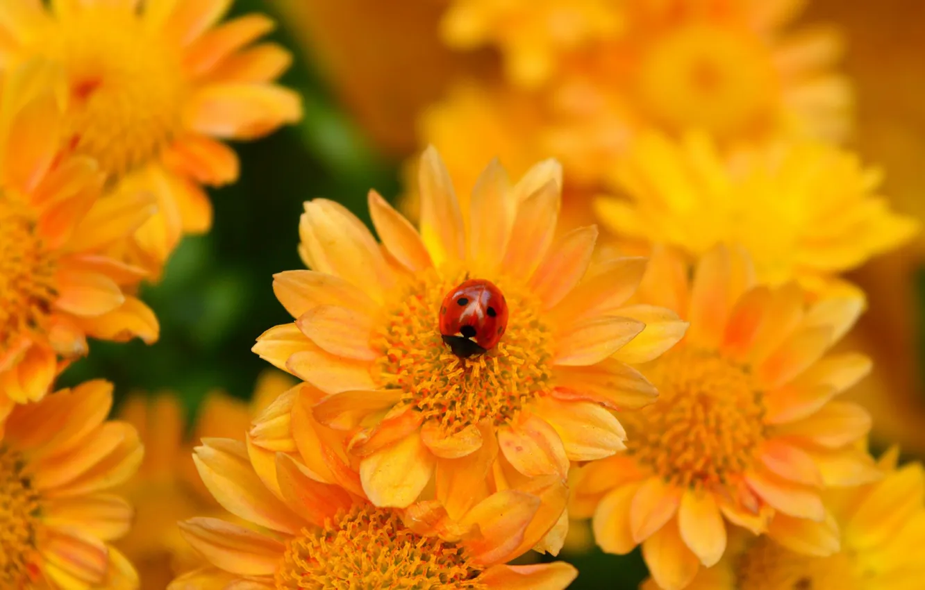 Photo wallpaper Ladybug, Yellow flower, Yellow flowers