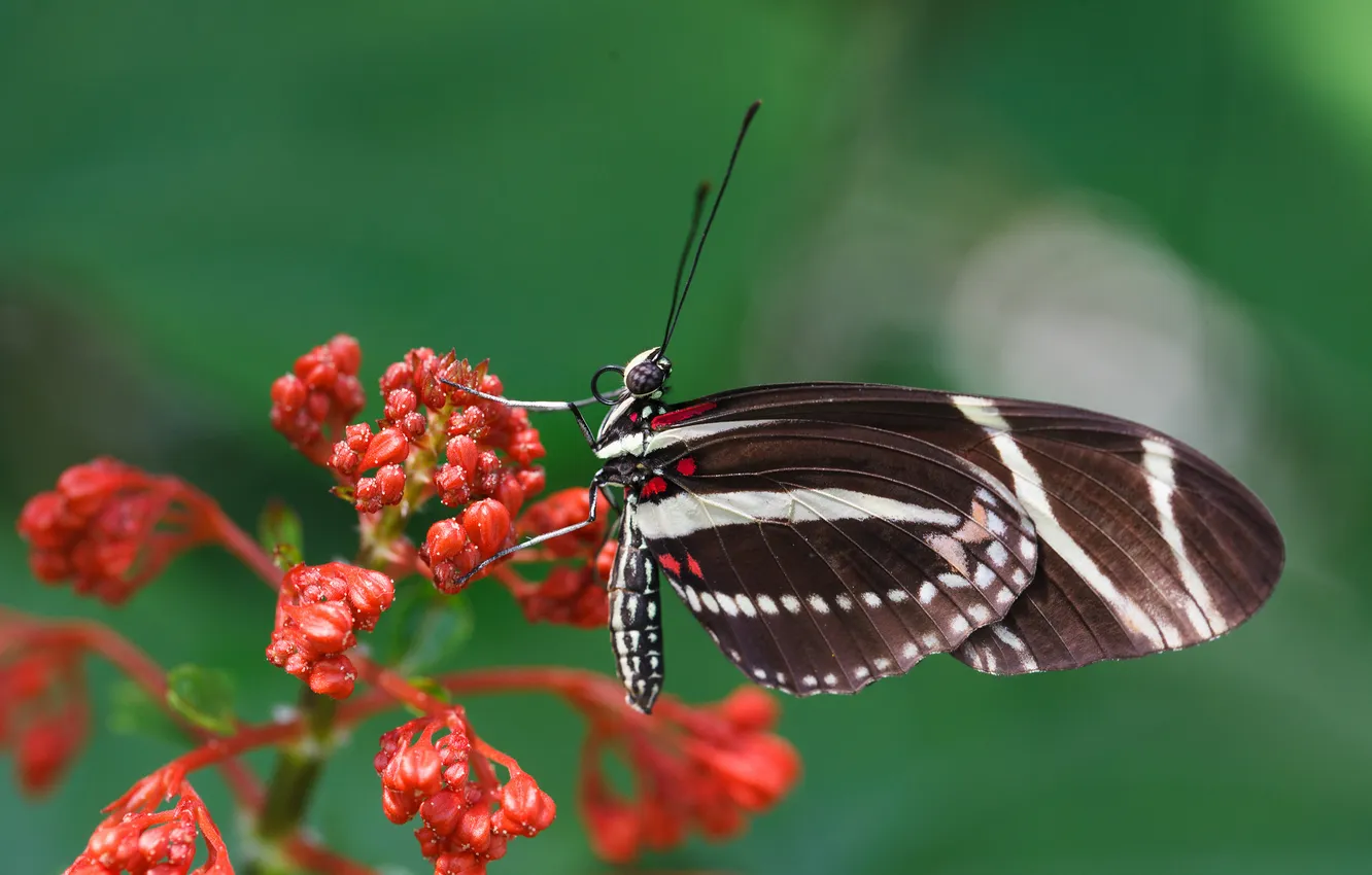 Photo wallpaper flowers, butterfly, plant, wings, insect, moth