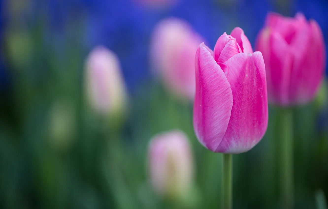 Photo wallpaper flowers, spring, tulips, pink, flowerbed