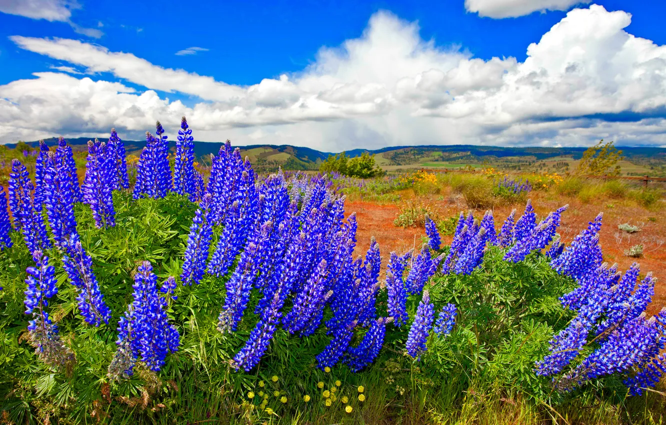 Photo wallpaper the sky, clouds, flowers, mountains