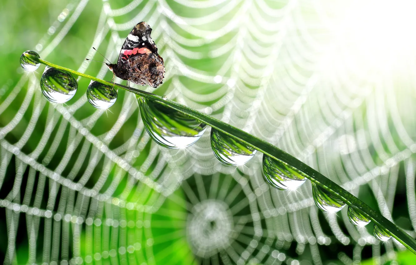 Photo wallpaper drops, stems, butterfly, web