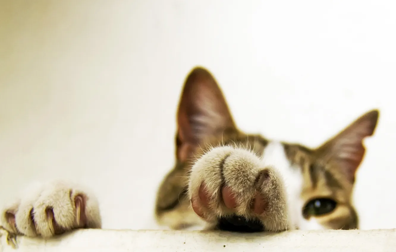 Photo wallpaper paws, Koshak, Sick Cicci