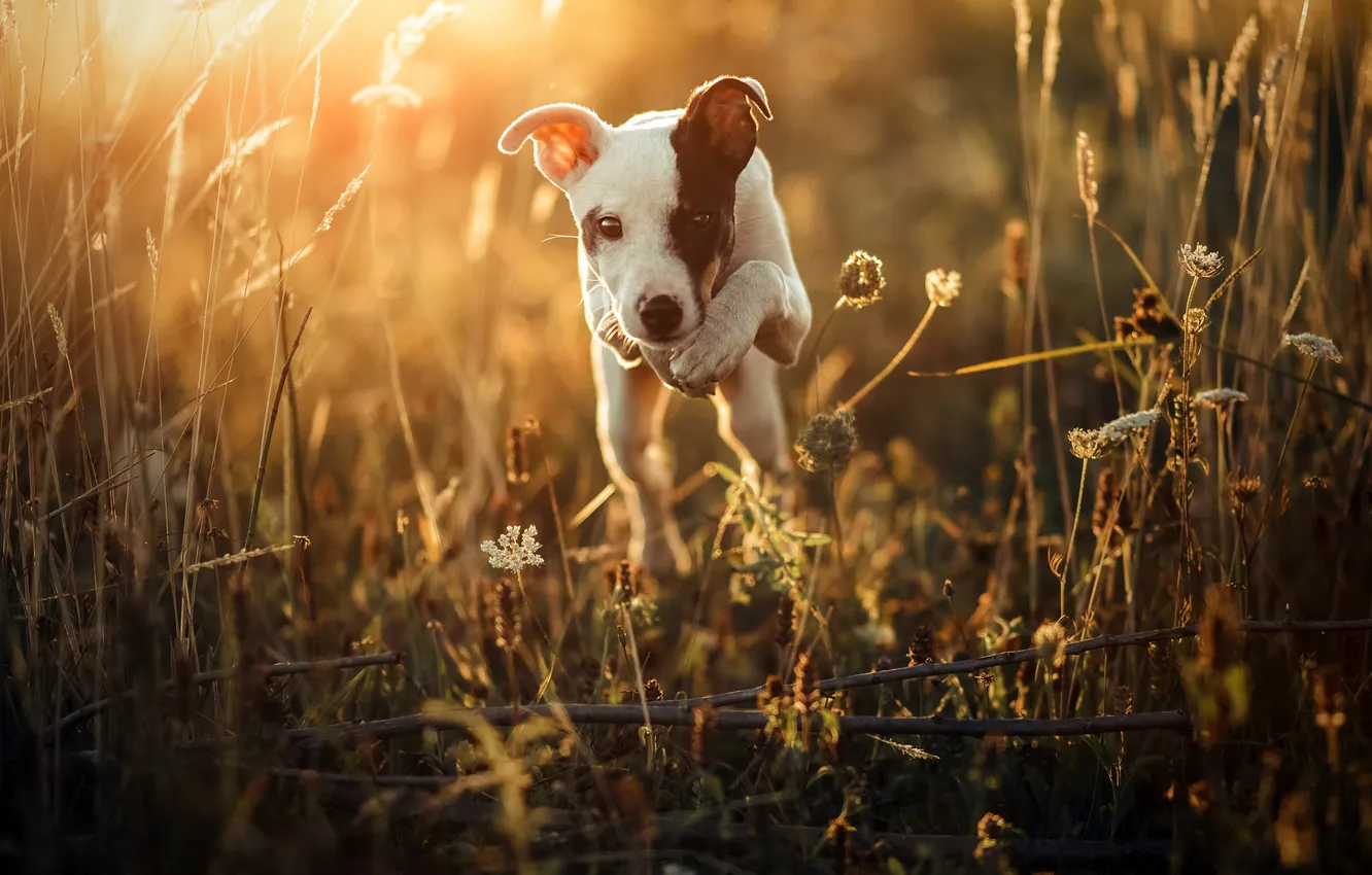 Photo wallpaper look, light, nature, each, dog, morning