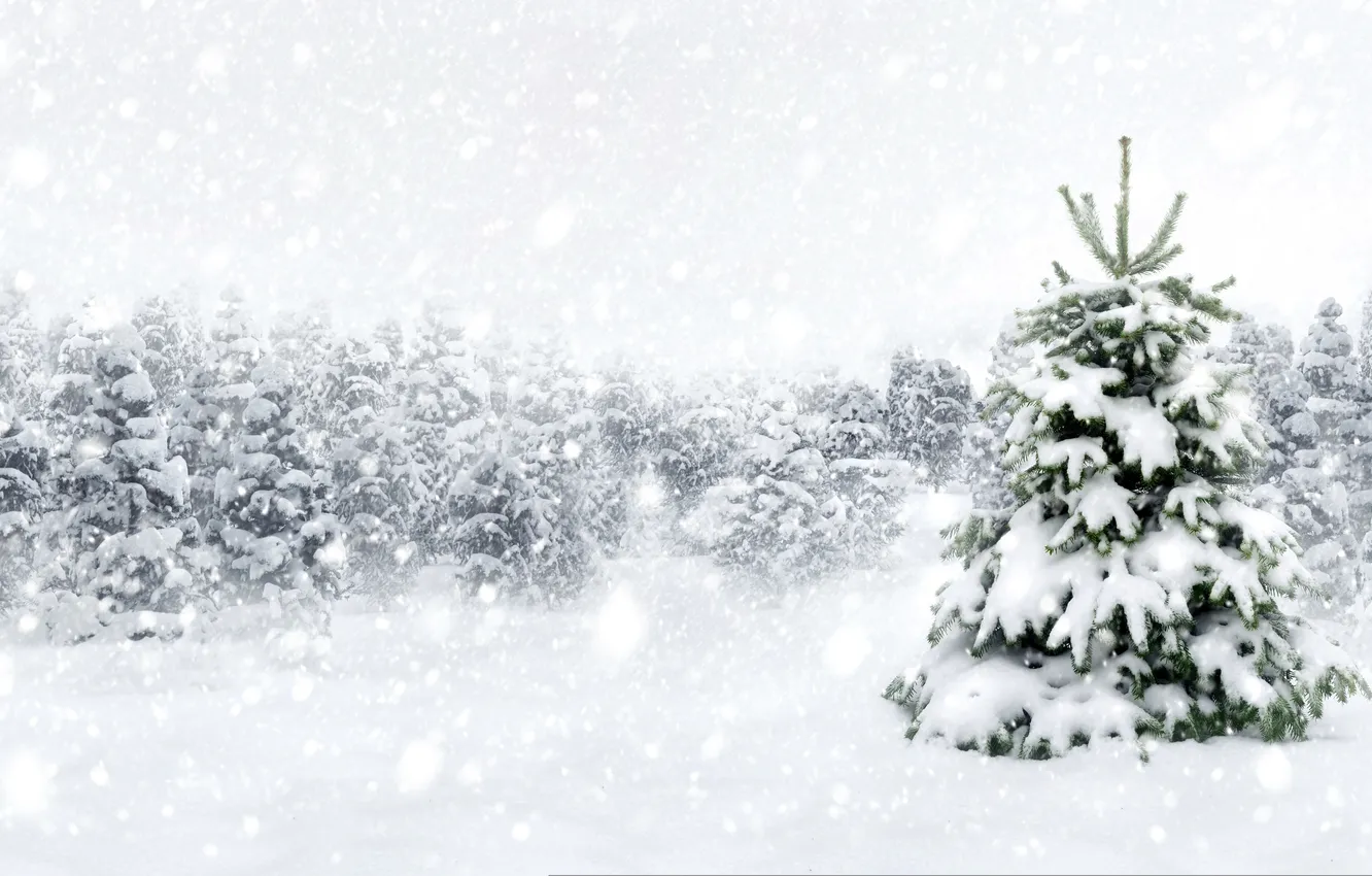 Photo wallpaper winter, forest, snow, snowflakes, tree, nature, winter, snow