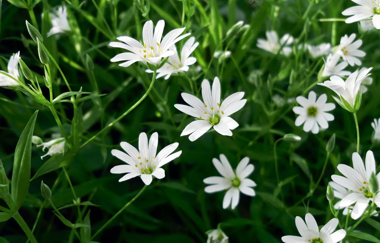 Photo wallpaper grass, flowers, meadow, white