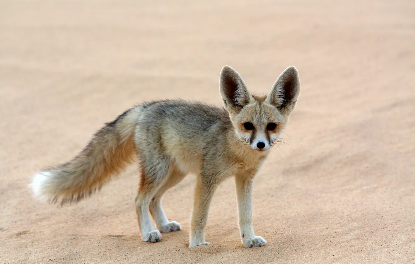 Photo wallpaper life, animal, wild, Fennec-Fox