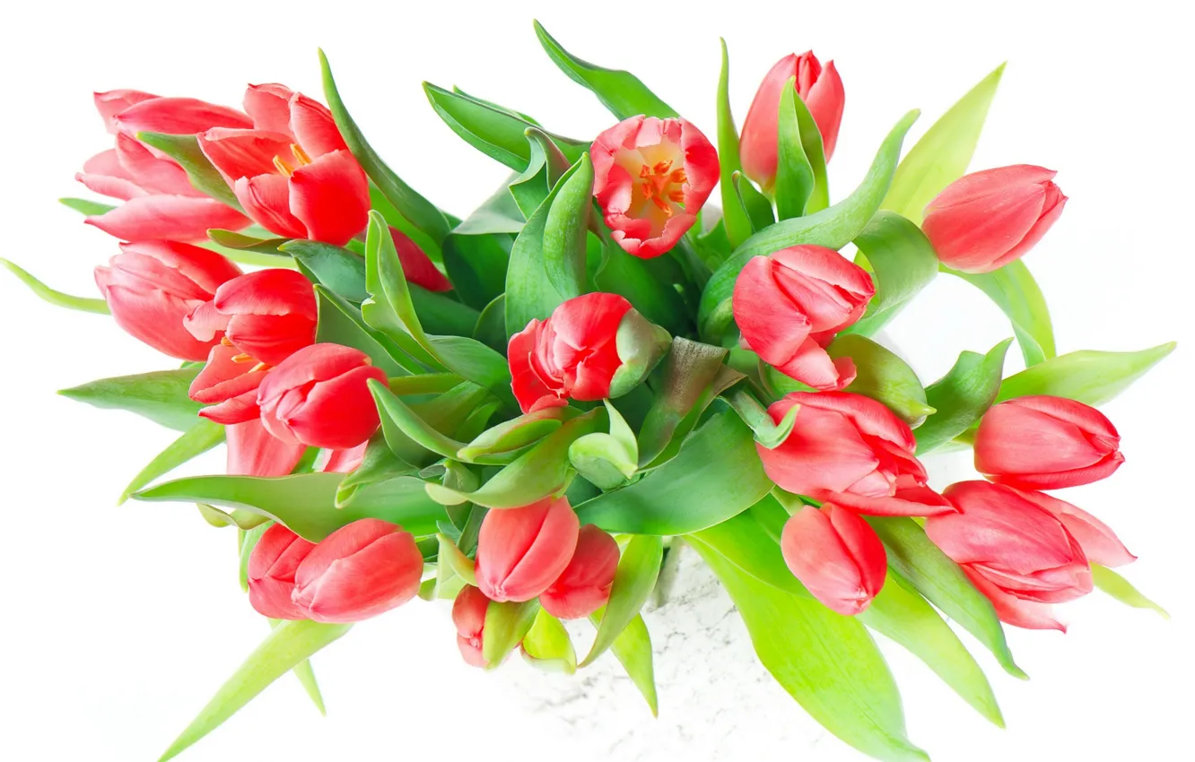 Photo wallpaper red, flowers, tulips