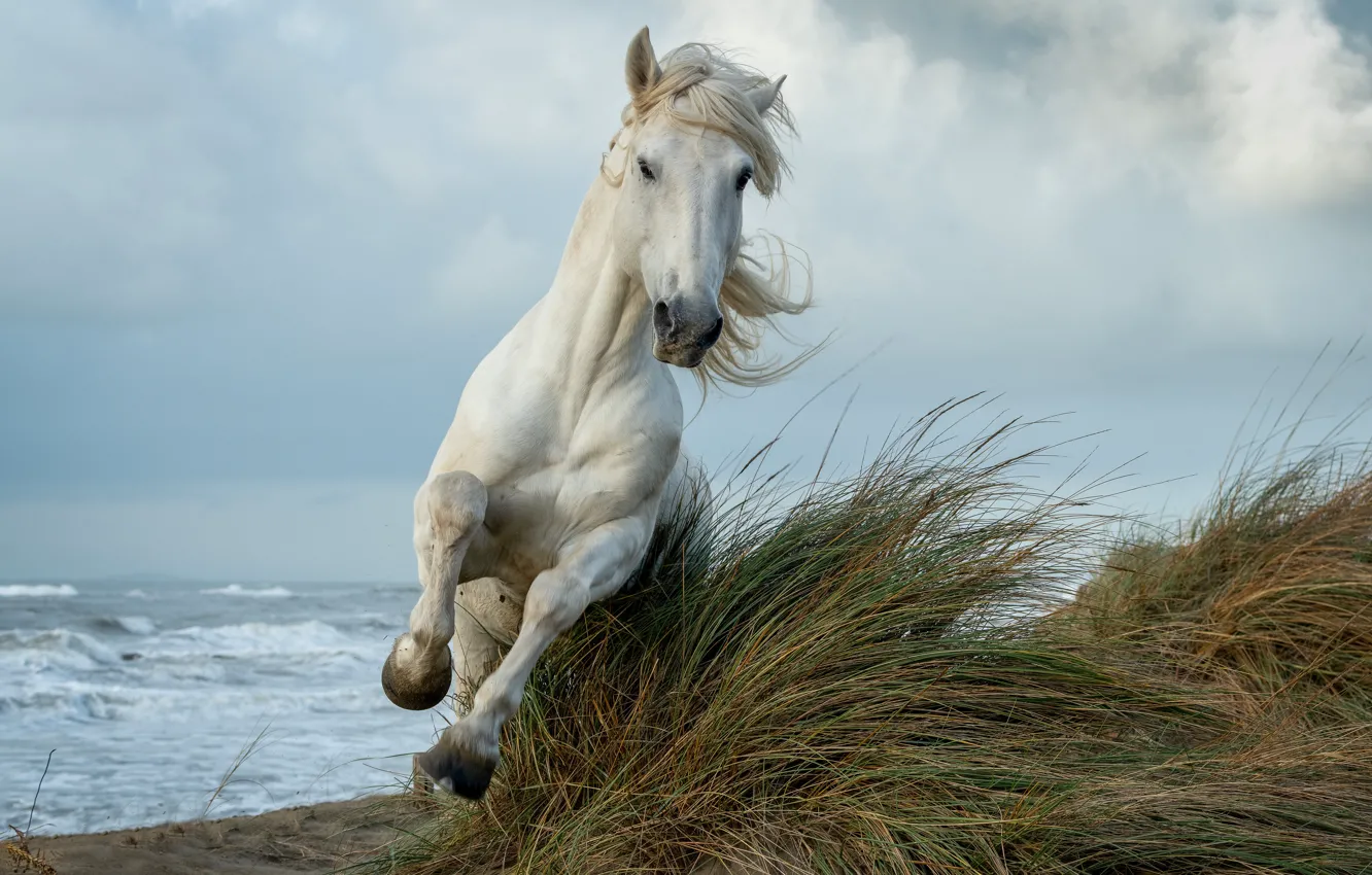 Photo wallpaper sea, horse, shore