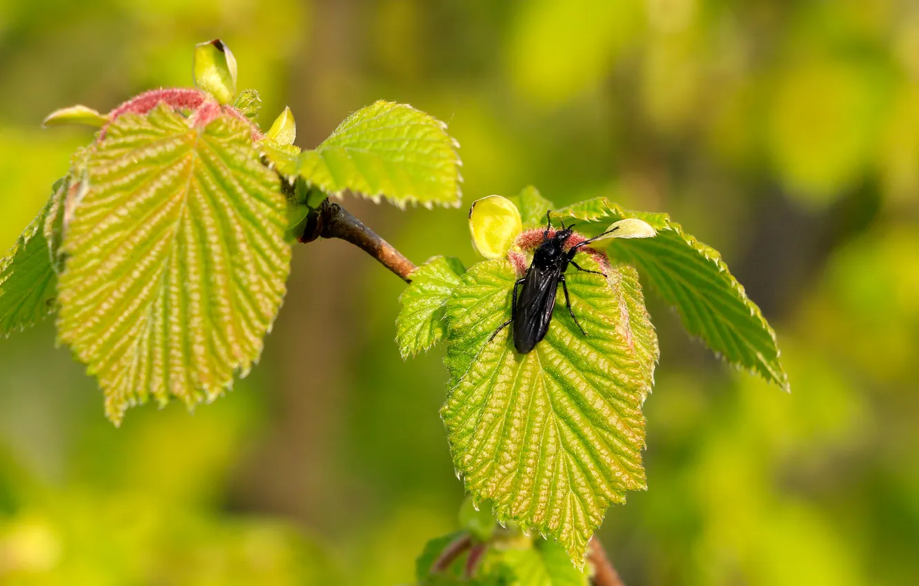 Photo wallpaper green, spring, leaf, twig