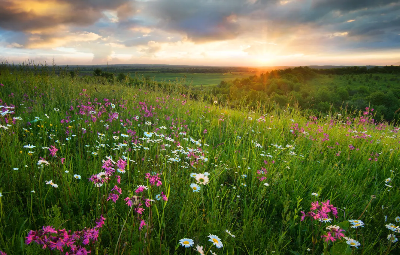 Photo wallpaper forest, summer, grass, the sun, clouds, sunset, flowers, dawn