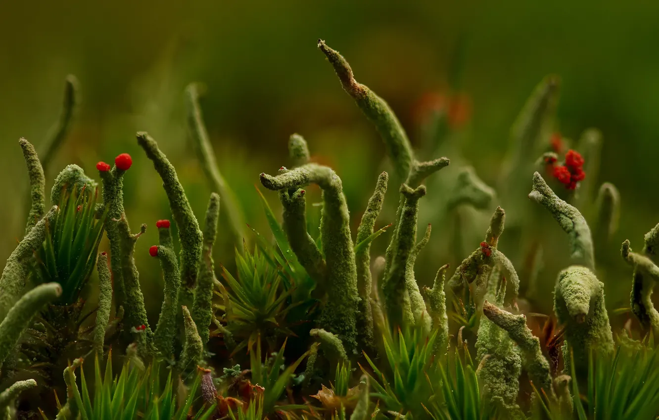 Photo wallpaper grass, lichen, Cladonia, macro world