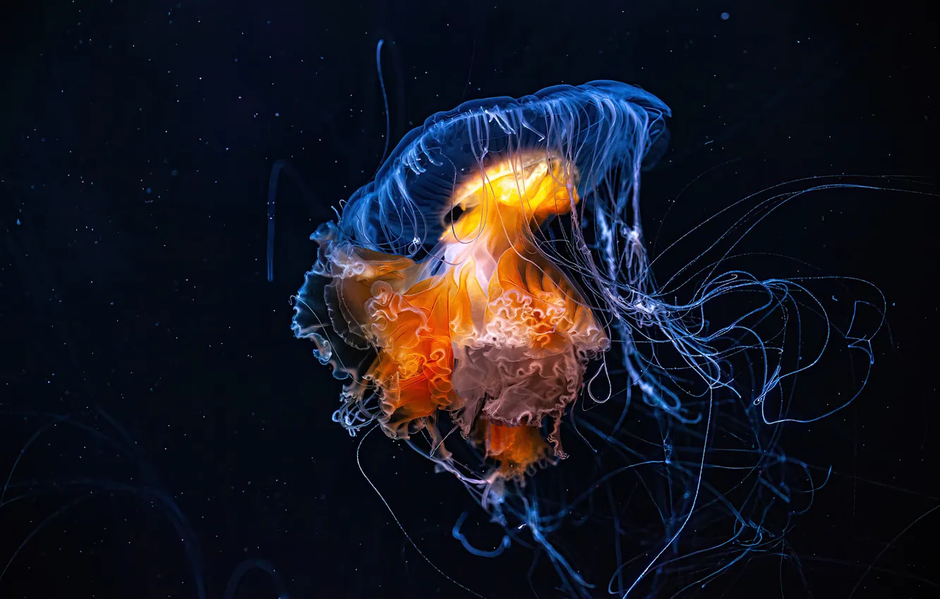 Photo wallpaper sea, water, jellyfish, black background, underwater world