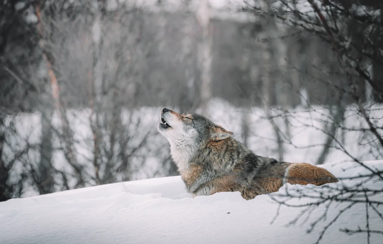 Photo wallpaper Predator, nature, animal, wolf, wildlife, portrait, portrait., Canis lupus. face